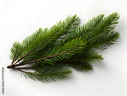 Close Up of Detailed Fir Branch Isolated on White Background. Pine Branch