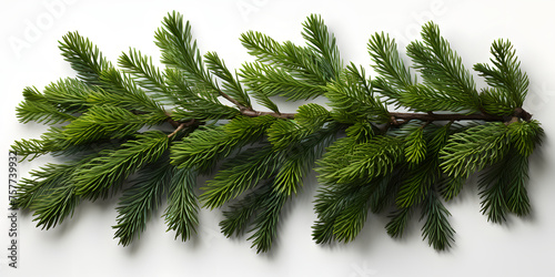 Close Up of Detailed Fir Branch Isolated on White Background. Pine Branch photo