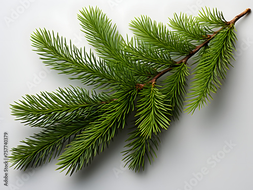 Close Up of Detailed Fir Branch Isolated on White Background. Pine Branch