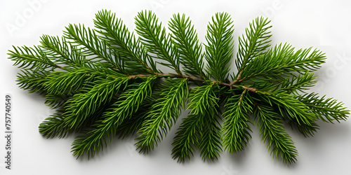 Close Up of Detailed Fir Branch Isolated on White Background. Pine Branch photo