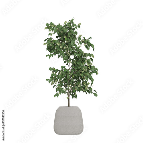 Bild auf Leinwand Potted plants isolated on white background