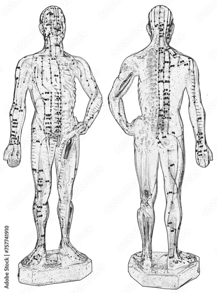 Écorché anatomique pour points d’acupuncture de médecine chinoise Écorché anatomique pour points d’acupuncture de médecine chinoise