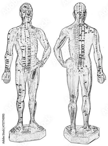 Écorché anatomique pour points d’acupuncture de médecine chinoise 