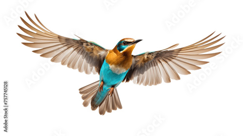 Bird isolated on transparent a white background