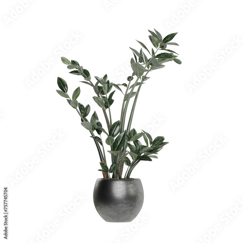 Potted plants isolated on white background