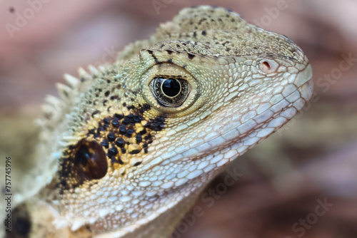 Close up of inquisitive water dragon
