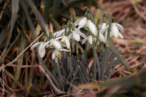 Spring flowers snowdrops bloom in the garden. Botanical photography. Early first wild white flowers in the forest