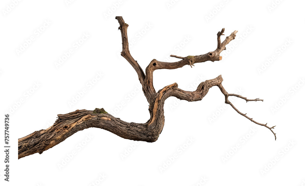 A thin, dry branch with a few knots and a few small branches A thin, dry branch with a few knots and a few small branches