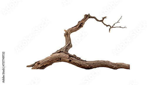 Dry gnarled tree branch isolated on white