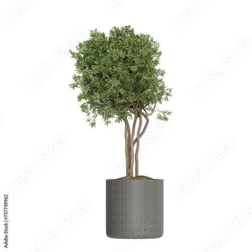 Bild auf Leinwand Potted plants isolated on white background