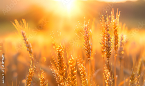 Wheat ears in field with sunset glow in background centered professional  Generative AI