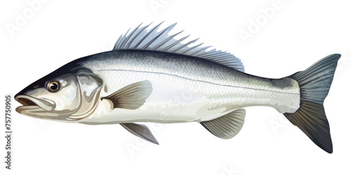 Fresh sea bass fish isolated on transparent a white background