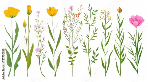 The petals of spring flowers. The petals of summer field flowers. The tender stems of a wildflower. The stems of a wild herb. Botanical natural flat modern illustration isolated on a white