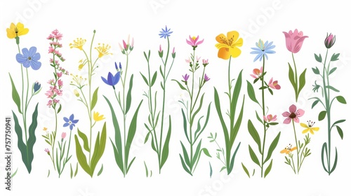 A delicate delicate delicate floral flora. Charming wildflowers on white background. Spring flowers. Field floral plants. Natural summer wild blooms, stems, and leaves. Flat modern illustration. © Mark