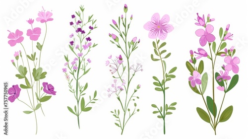 Spring flower. Meadow floral branch, stem. Flowering plant. Fragile delicate herb. Simple wildflower isolated on white background. Botanical natural flat modern illustration.