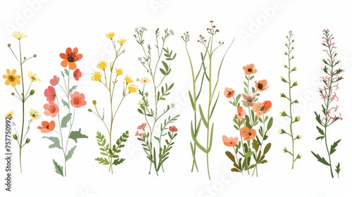 Flower, field plant. Wildflowers, spring floral herbs. Blossomed summer stems. Sketched on a white background, flat modern illustration of meadow flora. © Mark