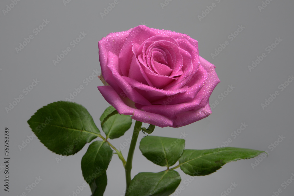 Opened pink rose with drops of dew. Close-up, soft blue-green background Opened pink rose with drops of dew. Close-up, soft blue-green background