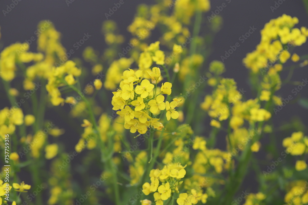 早春の野原に咲く黄色い菜の花 早春の野原に咲く黄色い菜の花