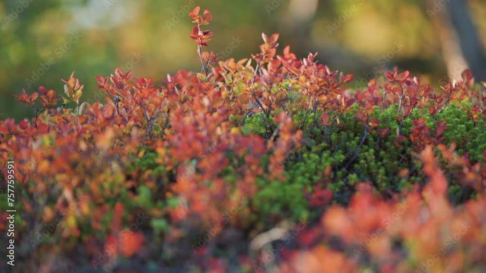 Tiny blueberry and cranberry shrubs with bright red leaves on the soft green carpet of moss and evergreens. A lose-up parallax shot. Tiny blueberry and cranberry shrubs with bright red leaves on the soft green carpet of moss and evergreens. A lose-up parallax shot.