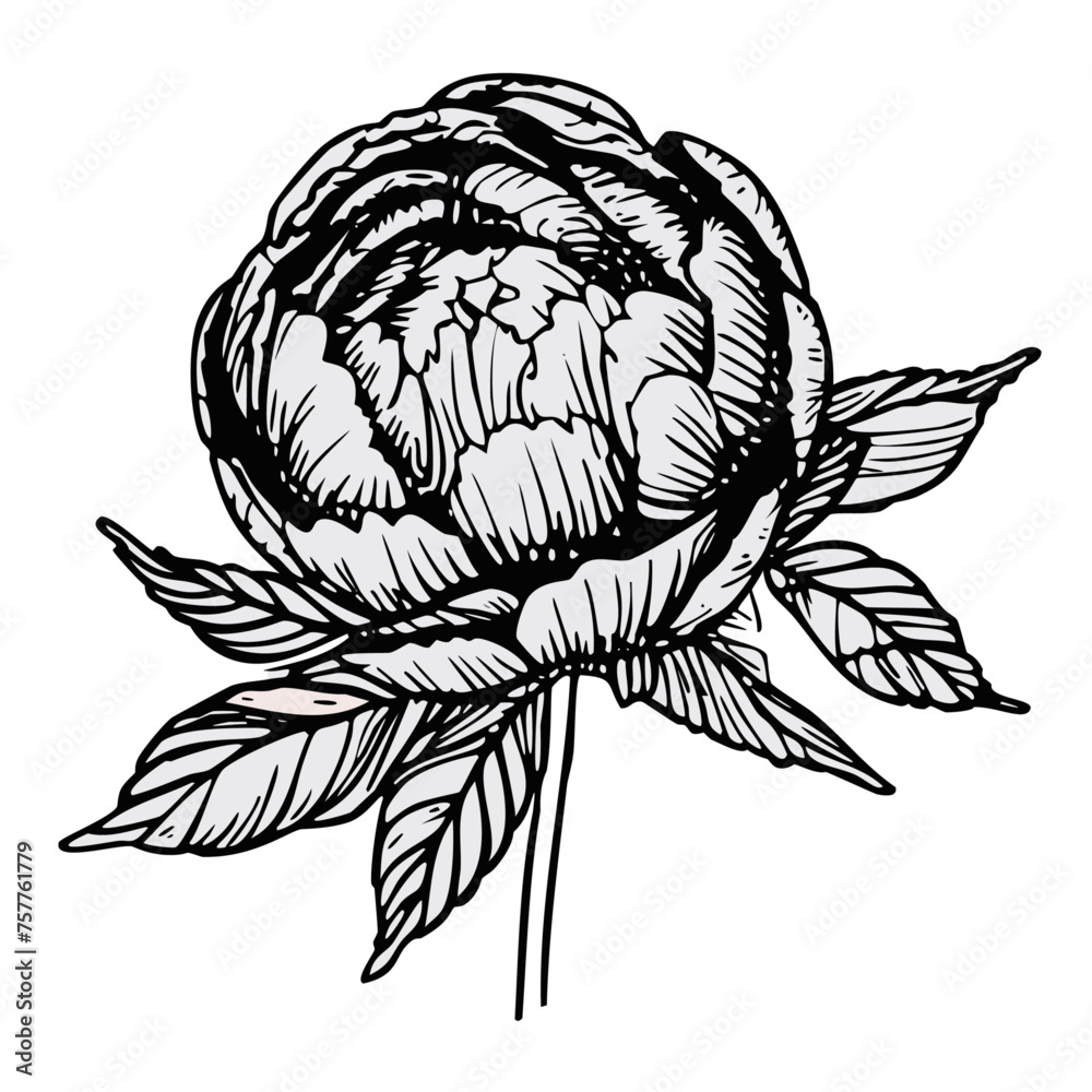 Flower and leaves rose ink sketch