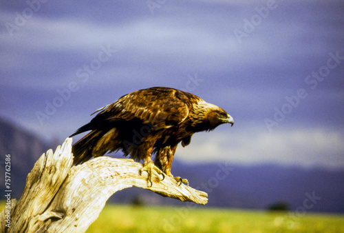 The Golden Eagle is one of the largest, fastest and nimblest raptors in North America. Gold feathers gleam on the back of its head and neck; a powerful beak and talons advertise its hunting prowess. photo