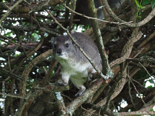 rock hyrax in a tree photo
