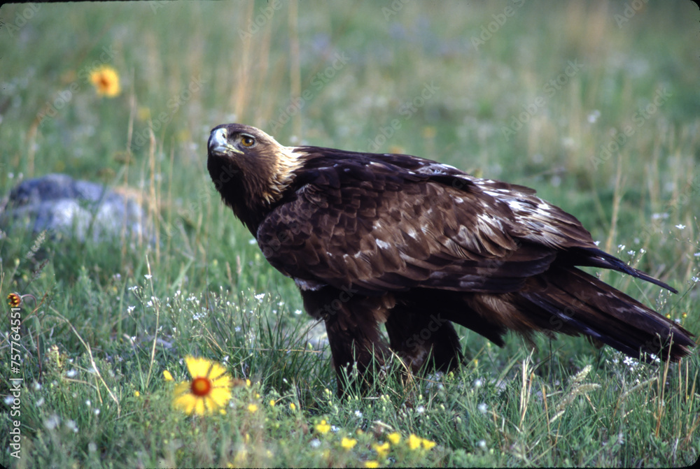 Fototapeta premium The Golden Eagle is one of the largest, fastest and nimblest raptors in North America. Gold feathers gleam on the back of its head and neck; a powerful beak and talons advertise its hunting prowess.