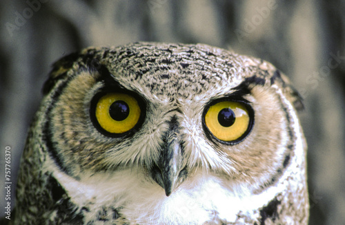 Great horned owls are large and thick bodied with two prominent feathered tufts on their head. They are mottled gray-brown with a reddish brown facial disk and large yellow eyes.