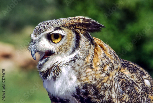Great horned owls are large and thick bodied with two prominent feathered tufts on their head. They are mottled gray-brown with a reddish brown facial disk and large yellow eyes. © William
