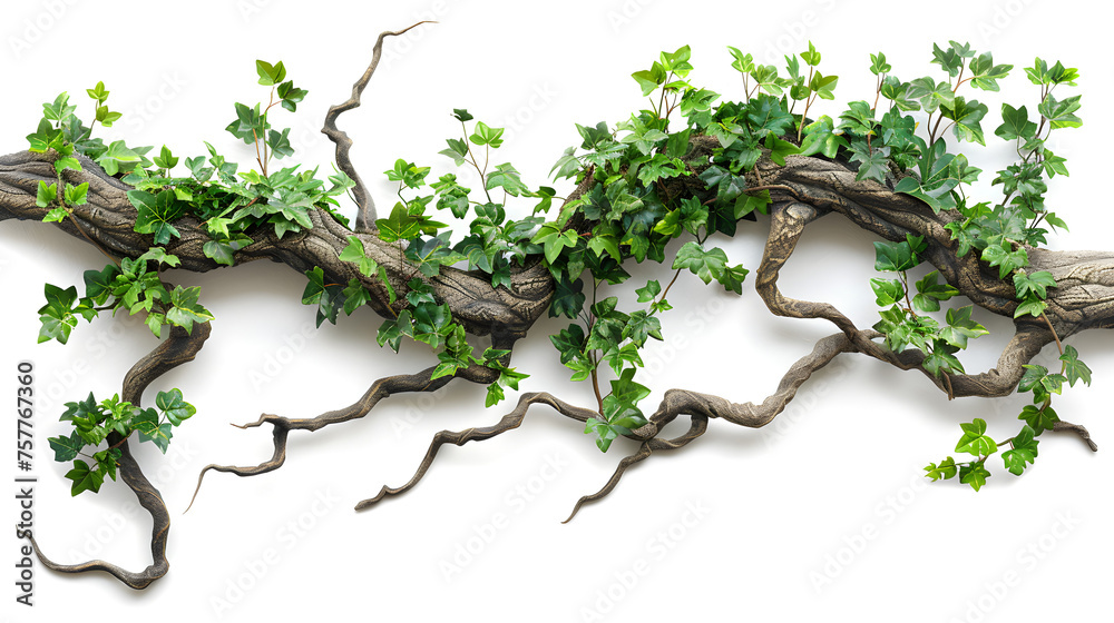Twisted wild liana jungle vines growing on a tree branch, isolated on white background. Perfect for nature-themed designs and tropical concepts. - obrazy, fototapety, plakaty 