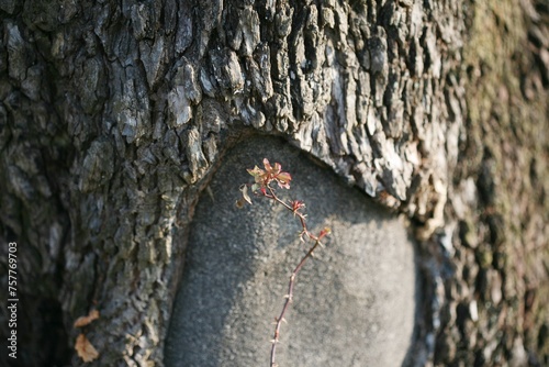 겨울장미 photo