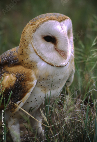 Barn Owls are pale overall with dark eyes. They have a mix of buff and gray on the head  back  and upperwings  and are white on the face  body  and underwings.