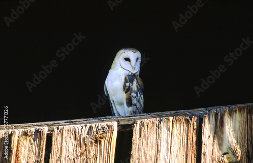Barn Owls are pale overall with dark eyes. They have a mix of buff and gray on the head, back, and upperwings, and are white on the face, body, and underwings. photo