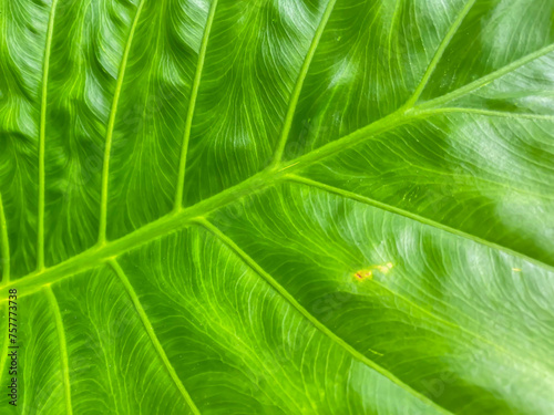 Close-up of green leaf texture and pattern for nature abstract background