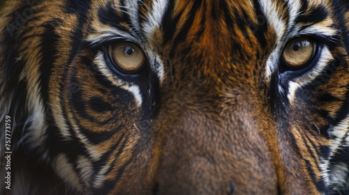 Close-up of a tiger s face  focused and detailed wildlife photography. Animal portrait with deep gaze  wildlife conservation concept