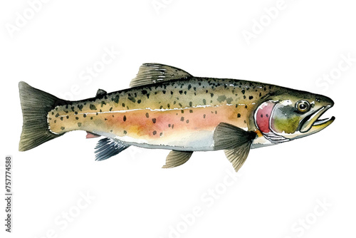 illustration Trout isolated background white watercolor
