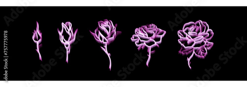 Rose Grow Light Painting on Black Background (Removable)