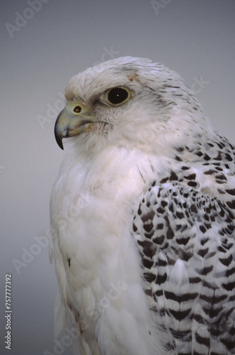 The Gyrfalcon is a regal white bird with black spotting, the birds occur in shades of white, gray, and dark brown. In North America, gray birds are more numerous than the other two morphs. © William