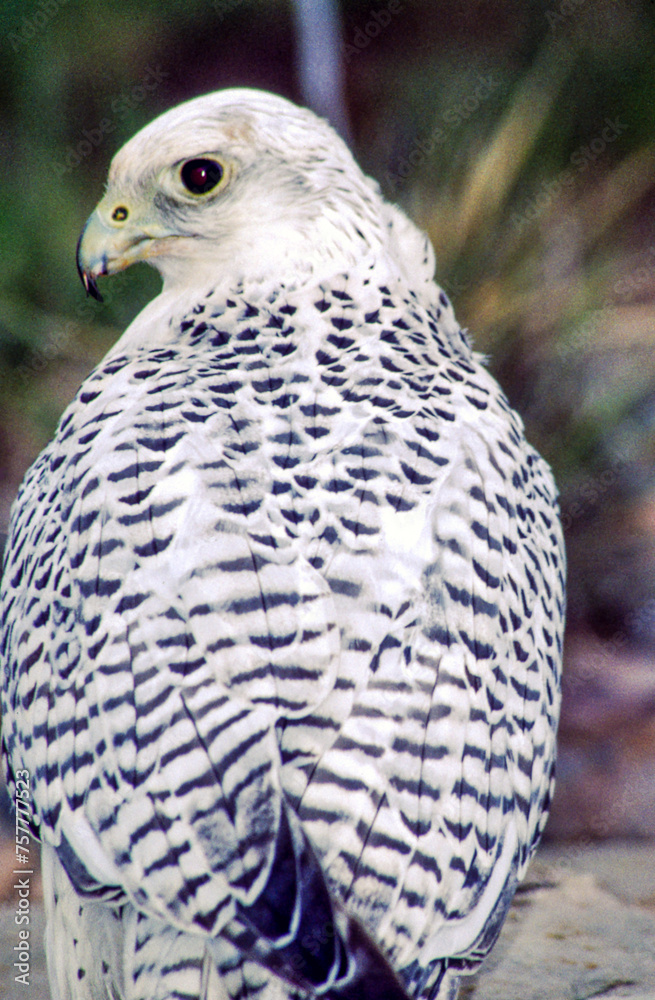 Fototapeta premium The Gyrfalcon is a regal white bird with black spotting, the birds occur in shades of white, gray, and dark brown. In North America, gray birds are more numerous than the other two morphs.