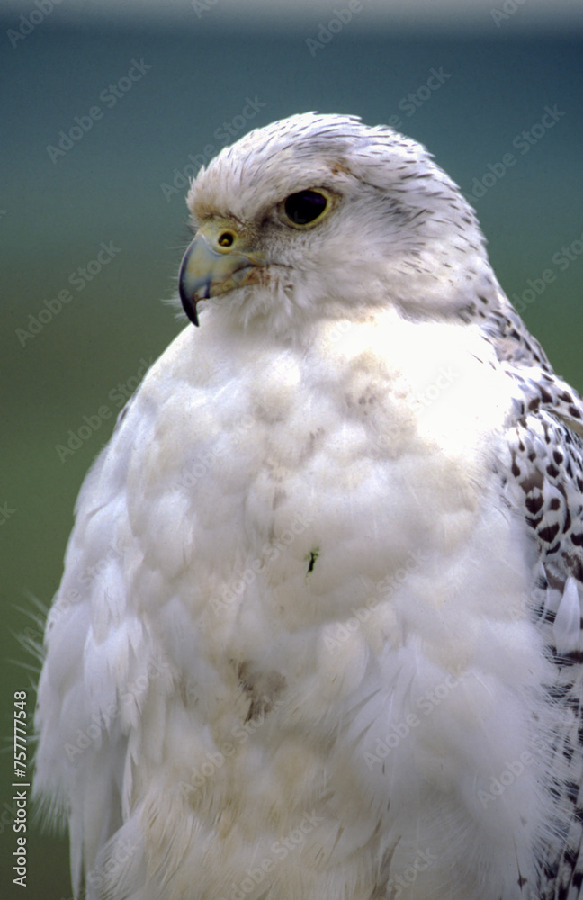 Fototapeta premium The Gyrfalcon is a regal white bird with black spotting, the birds occur in shades of white, gray, and dark brown. In North America, gray birds are more numerous than the other two morphs.