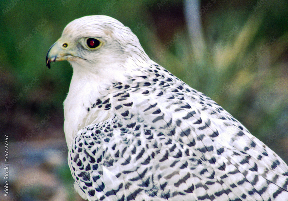 The Gyrfalcon is a regal white bird with black spotting, the birds occur in shades of white, gray, and dark brown. In North America, gray birds are more numerous than the other two morphs. The Gyrfalcon is a regal white bird with black spotting, the birds occur in shades of white, gray, and dark brown. In North America, gray birds are more numerous than the other two morphs.