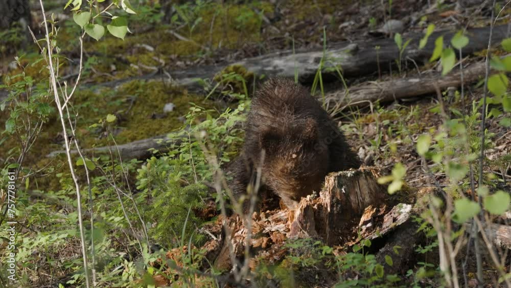 A young grizzly bear cub carefully inspects and climbs over a fallen, decaying tree amidst the dense vegetation of a forest. The soft light of dusk casts a gentle glow on the scene. A young grizzly bear cub carefully inspects and climbs over a fallen, decaying tree amidst the dense vegetation of a forest. The soft light of dusk casts a gentle glow on the scene.