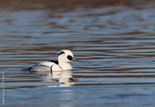 Photography Smew