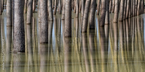 Quadro su tela reflets de peupliers