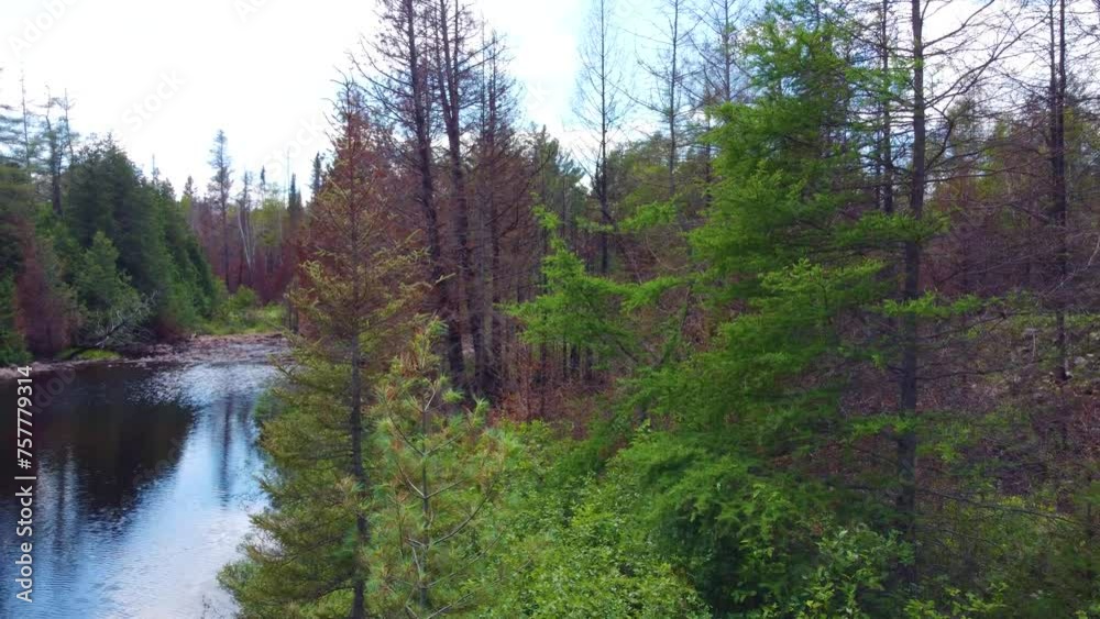 Vegetation area under recovery after large fire in Toronto, Canada. Vegetation area under recovery after large fire in Toronto, Canada.