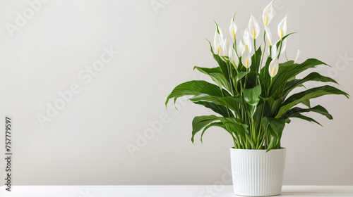 Peace lily with white pot isolate on white background.