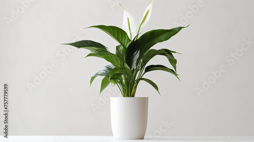 Peace lily with white pot isolate on white background.