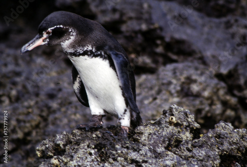 Penguins have short necks elongated body. Their tails are short, stiff, and wedge-shaped. Their legs and webbed feet are set far back on the body, which gives penguins their upright posture on land.