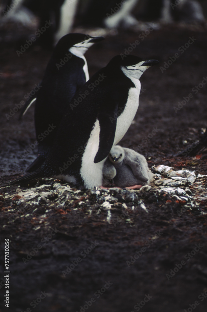 Obraz premium Penguins have short necks elongated body. Their tails are short, stiff, and wedge-shaped. Their legs and webbed feet are set far back on the body, which gives penguins their upright posture on land.