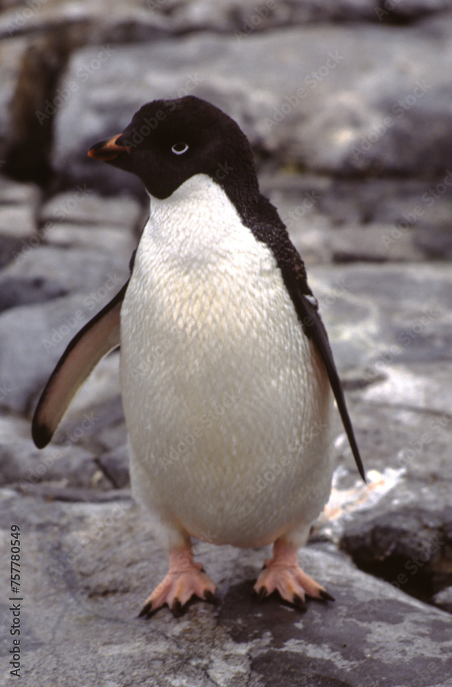 Obraz premium Penguins have short necks elongated body. Their tails are short, stiff, and wedge-shaped. Their legs and webbed feet are set far back on the body, which gives penguins their upright posture on land.